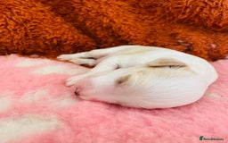 Cockapoo dogs for sale: Cocker Spaniel x Cockapoo Puppies Ready Soon  - Image 14