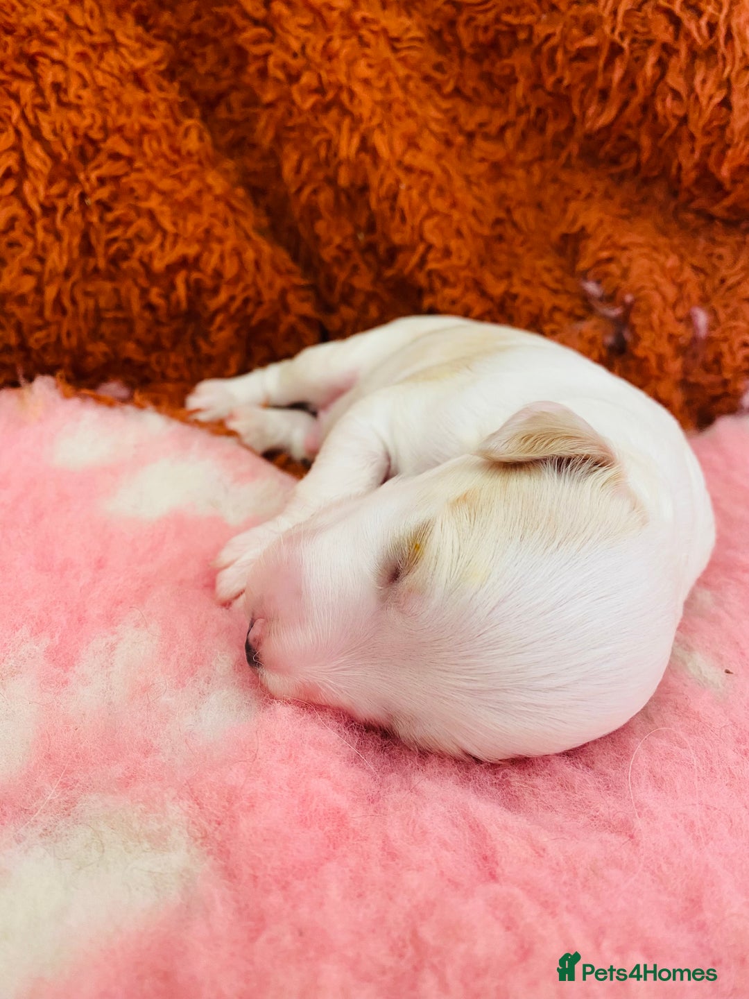 Cockapoo dogs for sale: Cocker Spaniel x Cockapoo Puppies Ready Soon  - Image 14