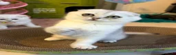 Scottish Fold cats for sale: Adorable Scottish Fold Kitten - Advert 7