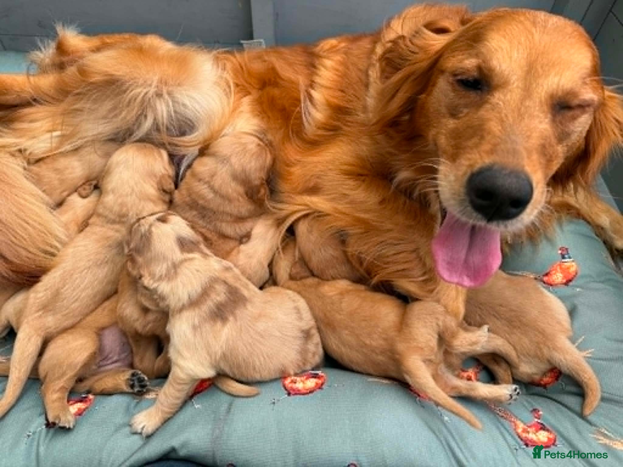 Golden Retriever dogs PERFECT LITTER KC REG HEALTH TESTED GOLDENS - Advert 2