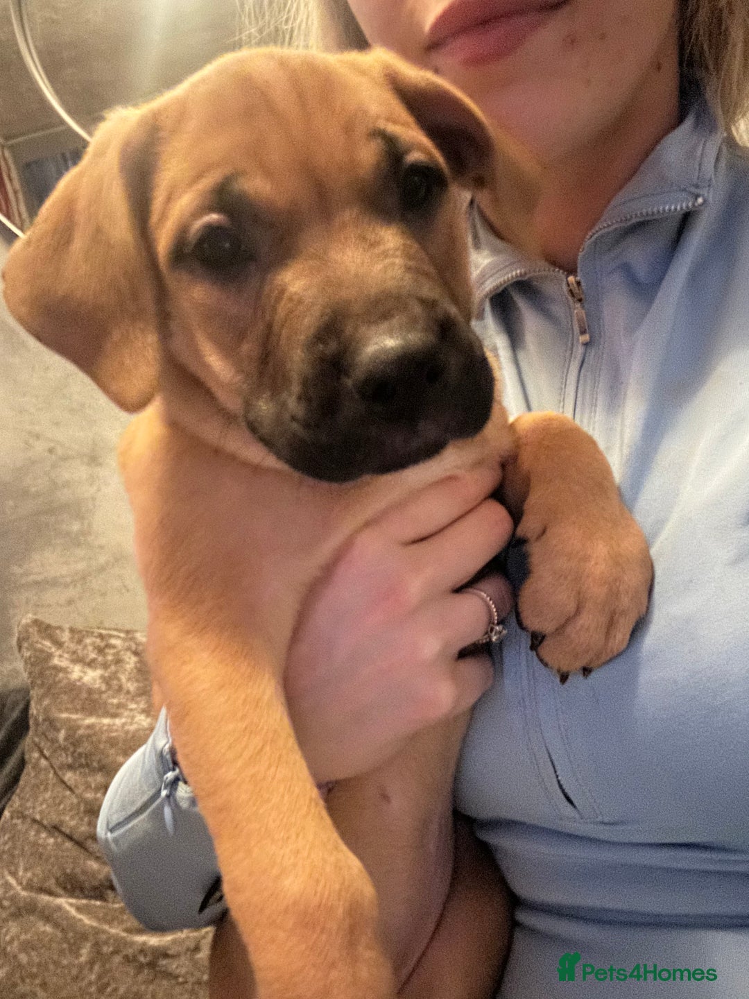 Mixed Breed dogs for sale: Mix American staffs  - Advert 3