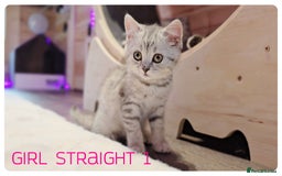Scottish Fold cats for sale: SCOTTISH FOLD KITTENS ( DELIVERY  AVAILABLE) - Image 20