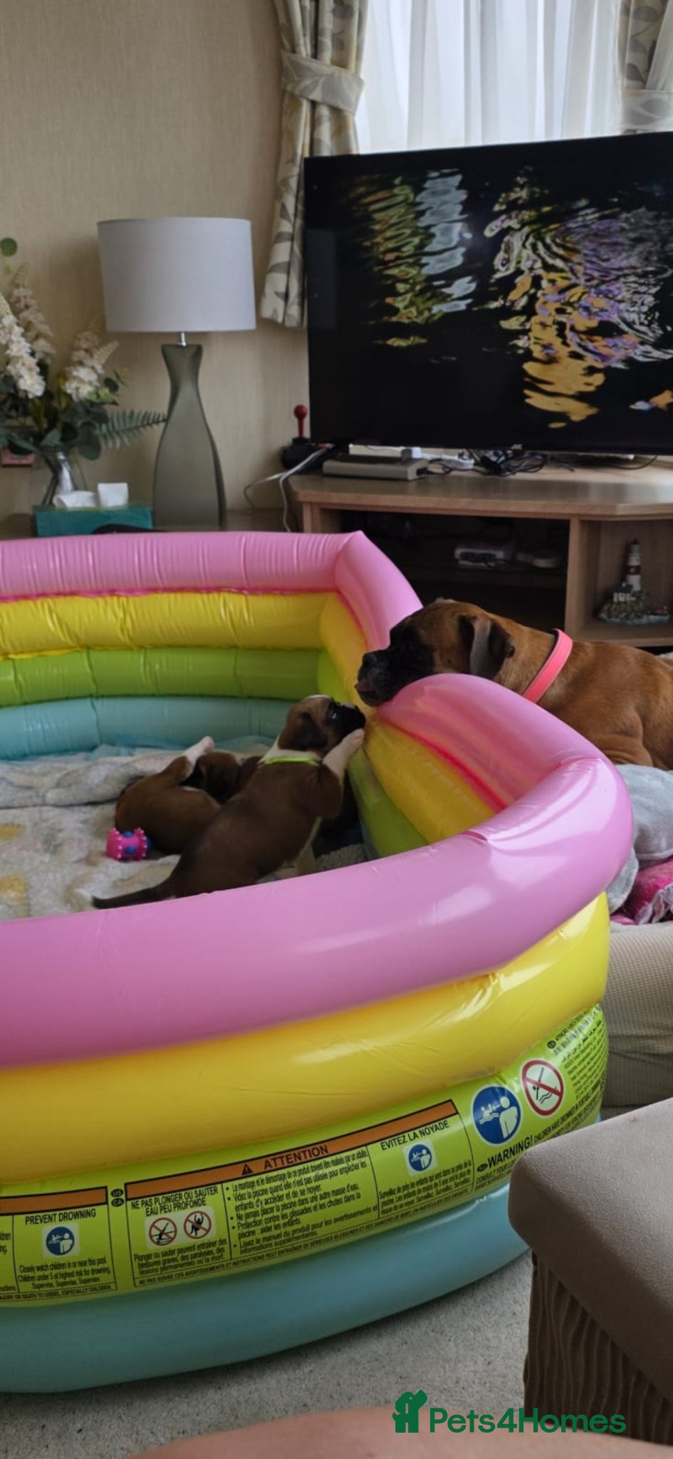 Boxer dogs for sale: 🐾✨ Stunning KC Registered Boxer Puppies ✨🐾 - Advert 2