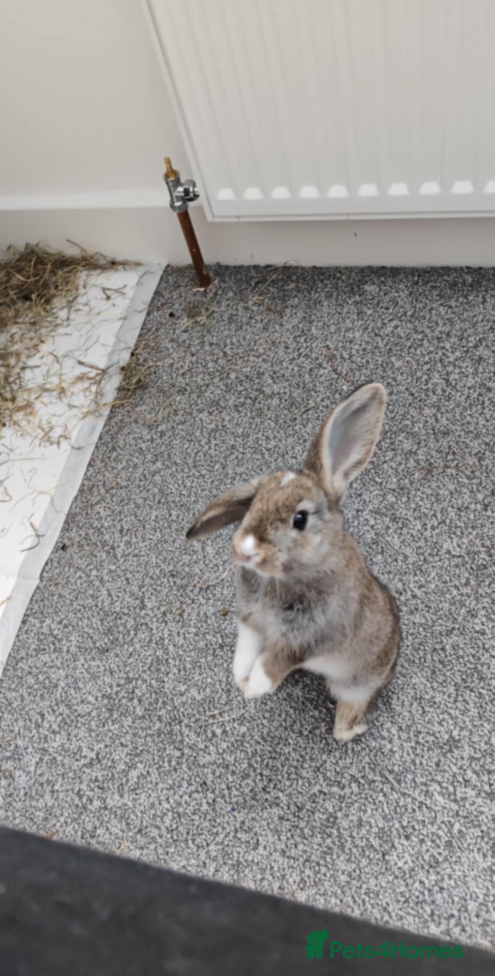 Mini Lop rabbits Exchange or sell - Advert 1