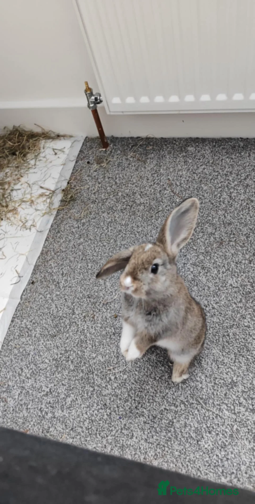 Mini Lop rabbits for sale: Exchange or sell in Sidcup - Advert 1