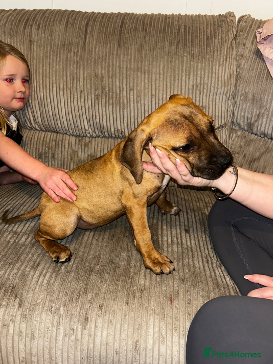 Staffordshire Bull Terrier dogs for sale: Staffordshire bull terrier female   - Image 5