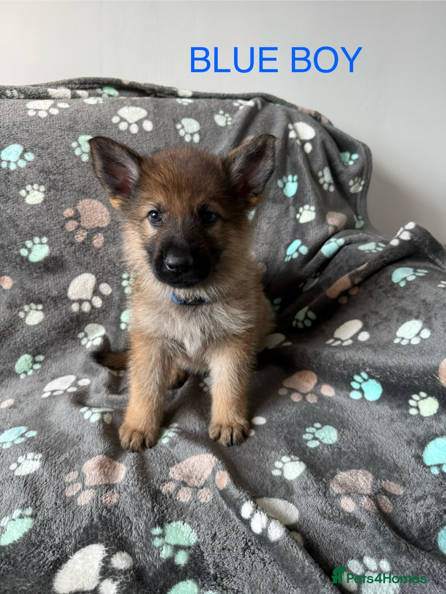 German Shepherd dogs Stunning health tested german shepherds  - Advert 1