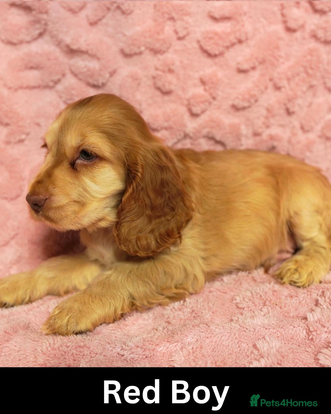 Cocker Spaniel dogs Quality, Show Type, Cocker Spaniel Puppies - Advert 2
