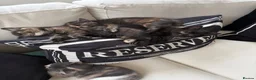 Mixed Breed cats for sale: 3 beautiful kittens for sale  - Advert 9
