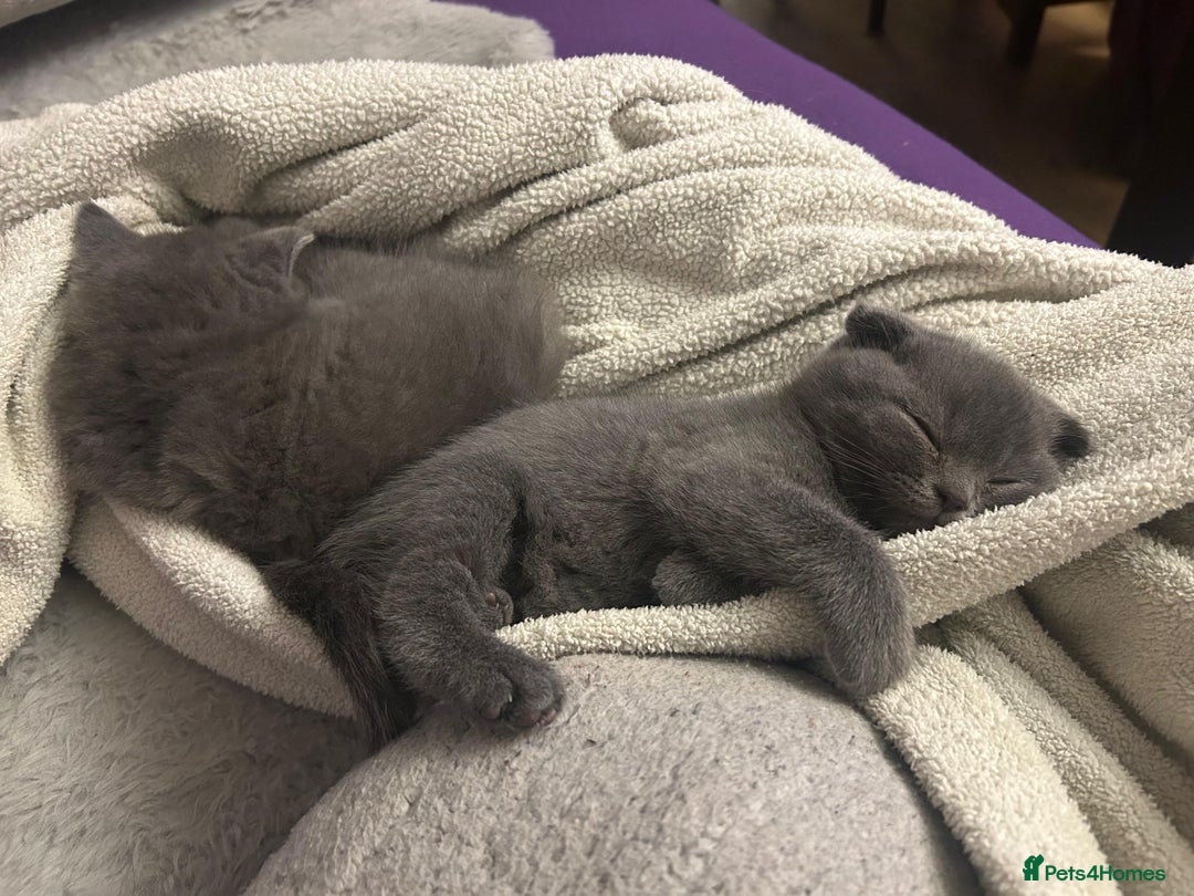 Scottish Fold cats for sale: Kittens - Advert 5