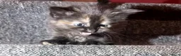 Mixed Breed cats for sale: 5 Mixed Coloured Kittens Available! - Advert 26