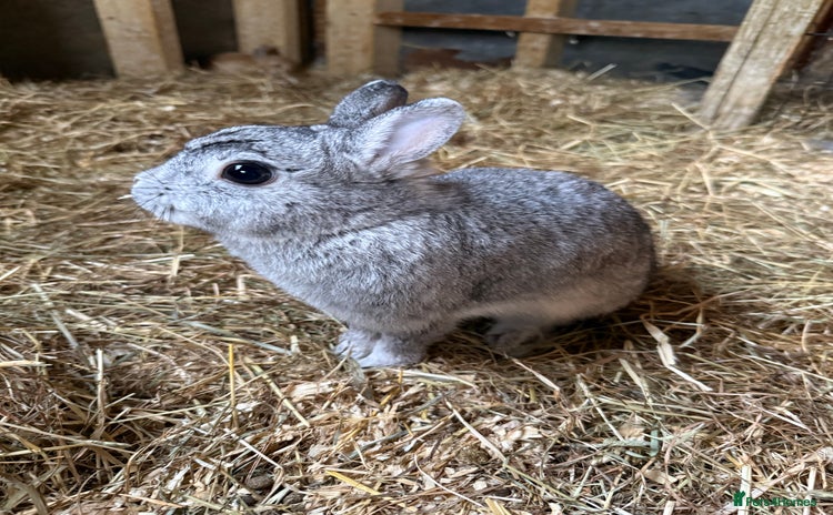 Netherland Dwarf rabbits - Advert 1