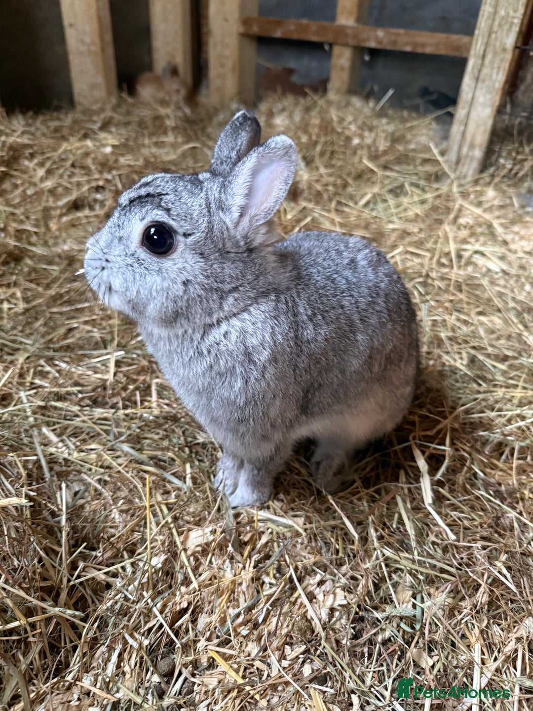 Netherland Dwarf rabbits for sale: Netherland dwarf female - Image 1