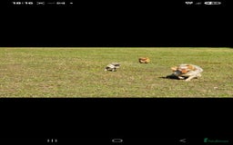 Whippet dogs for sale: Mouse the kc reg whippet female. - Image 30