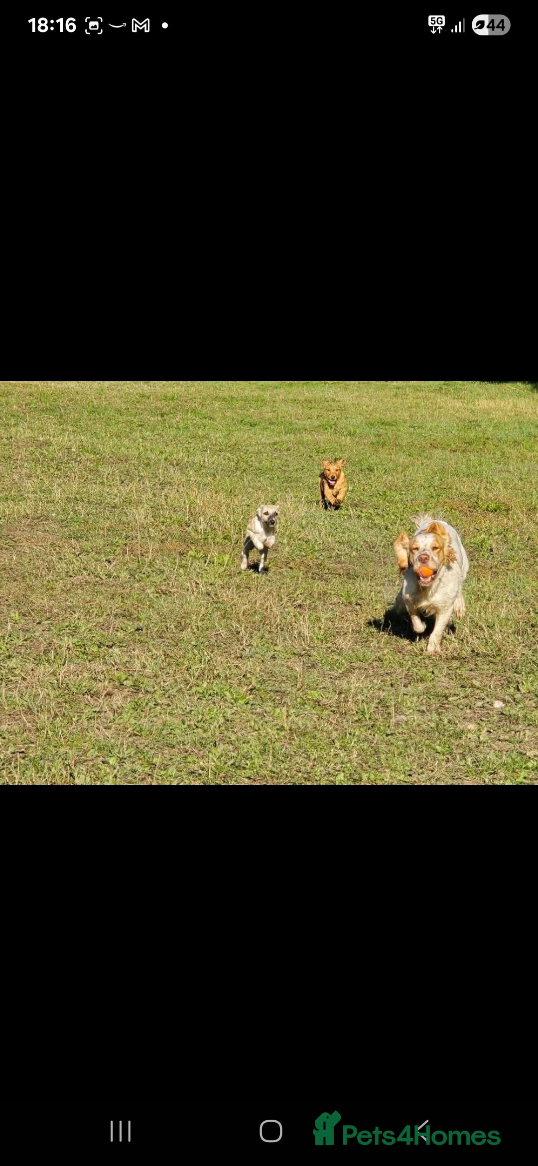 Whippet dogs for sale: Mouse the kc reg whippet female. - Image 30