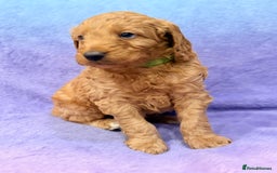 Mini Goldendoodle dogs for sale: Gorgeous Mini Goldendoodles By Therapy Asst Mom - Image 10