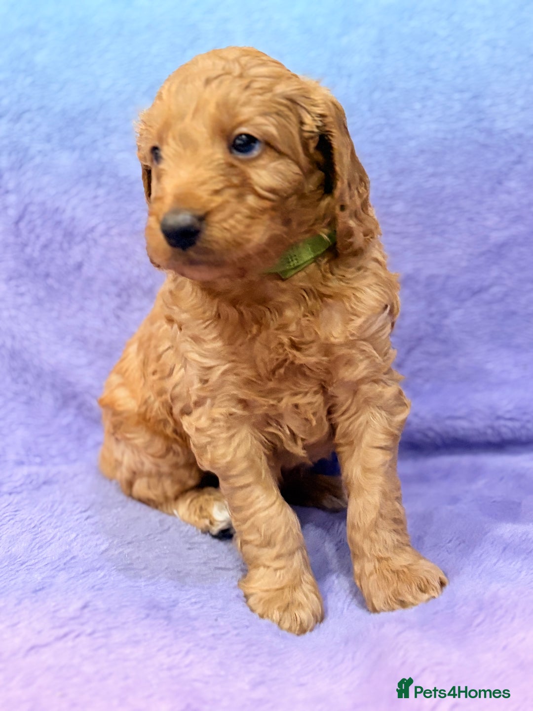 Mini Goldendoodle dogs for sale: Gorgeous Mini Goldendoodles By Therapy Asst Mom - Image 10