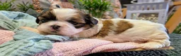 Shih Tzu dogs for sale: Beautiful Shih Tzu Puppies – Raised With Love - Advert 10