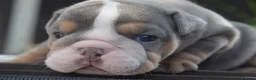 English Bulldog dogs for sale: 5 ⭐️ English Bulldogs  - Advert 5
