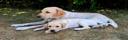 Labrador Retriever dogs for sale: 10 and a half week old Labrador puppy in Salisbury - Advert 2