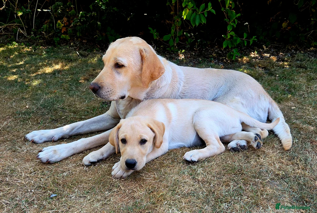 Labrador Retriever dogs for sale: 10 and a half week old Labrador puppy in Salisbury - Advert 2