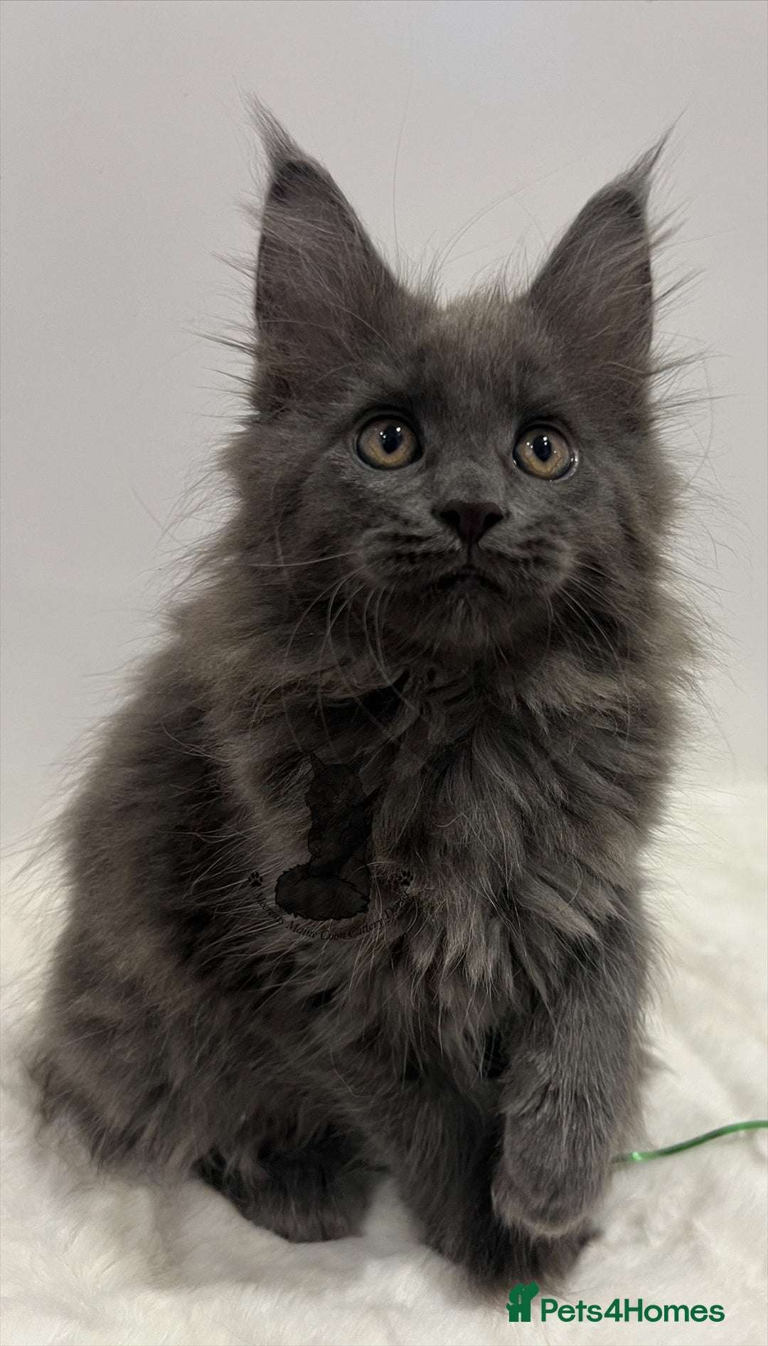 Maine Coon cats for sale: TICA blue female Maine Coon girl stunning nice  - Advert 3