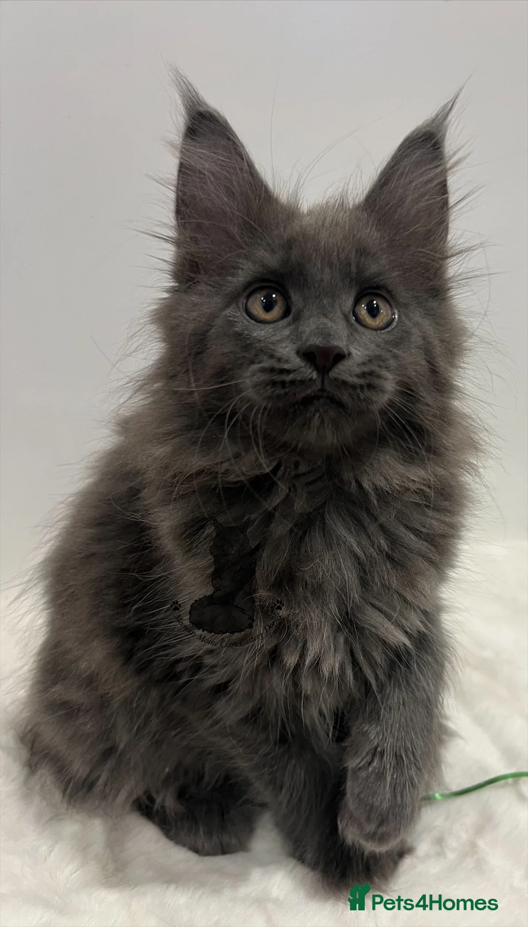 Maine Coon cats for sale: TICA blue female Maine Coon girl stunning nice  - Advert 3