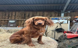 Cocker Spaniel dogs for sale: Working cocker spaniel puppies - Image 9