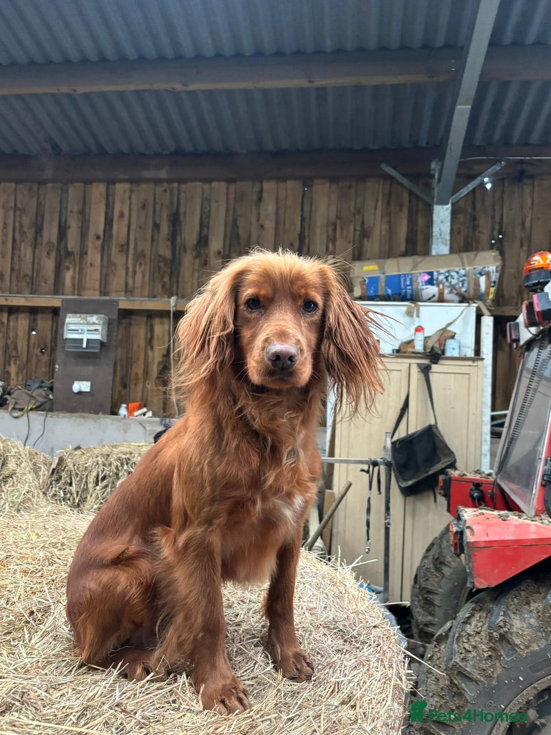 Cocker Spaniel dogs for sale: Working cocker spaniel puppies - Image 9