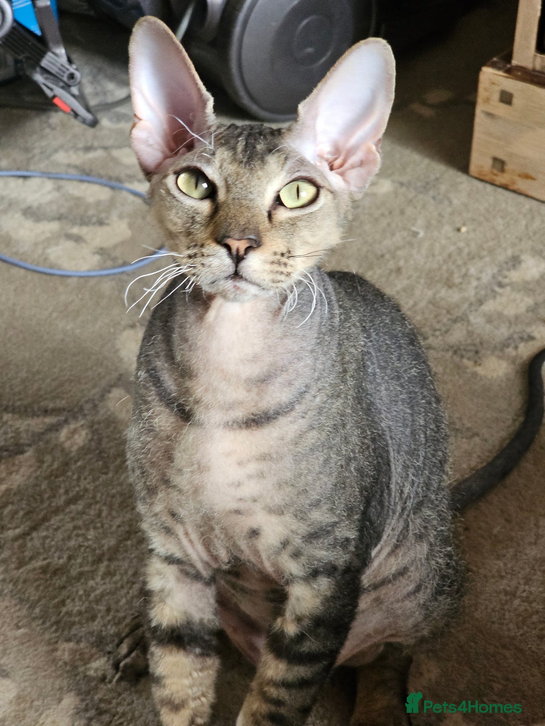 Sphynx cats for sale: Sphynx x Siamese kittens - Advert 3