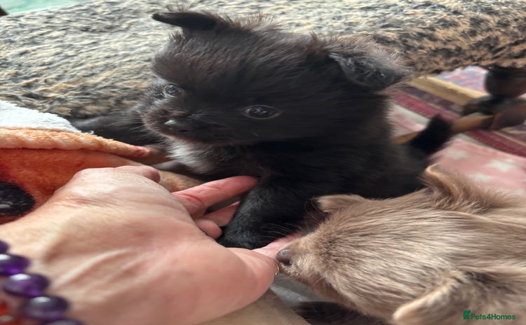 Pomchi dogs Primrose’s precious pomchi babies - Advert 6