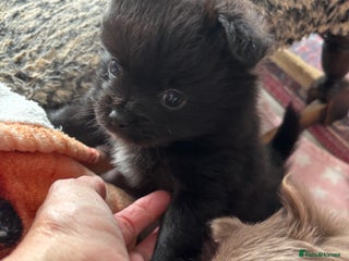 Pomchi dogs for sale: Primrose’s precious pomchi babies - Advert 1
