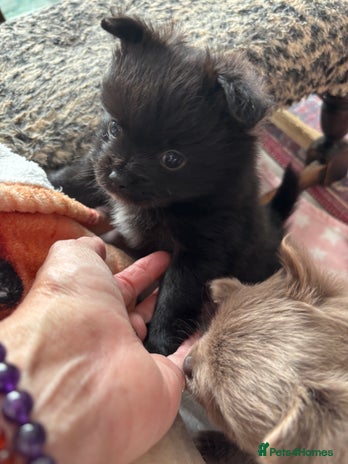 Pomchi dogs Primrose’s precious pomchi babies - Advert 1