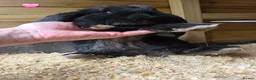French Lop rabbits for sale: French Lop Rabbits - Advert 5