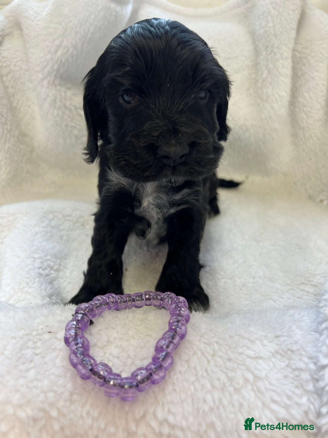 Cocker Spaniel dogs for sale: Kc registered Show cocker spaniel  - Image 11