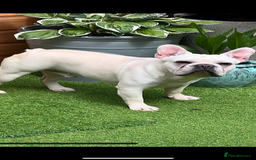 French Bulldog dogs for sale: Cream French bull dog  - Image 4