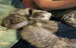 Mixed Breed cats for sale: Beautiful kittens  - Image 14