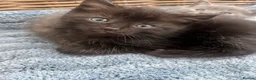 Ragdoll cats for sale: Very affectionate loving black ragdoll boy  - Advert 12