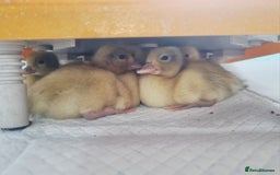 Ducks poultry for sale: Call ducks unsexed - Image 3