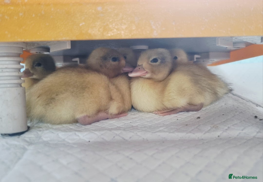 Ducks poultry for sale: Call ducks unsexed - Image 3