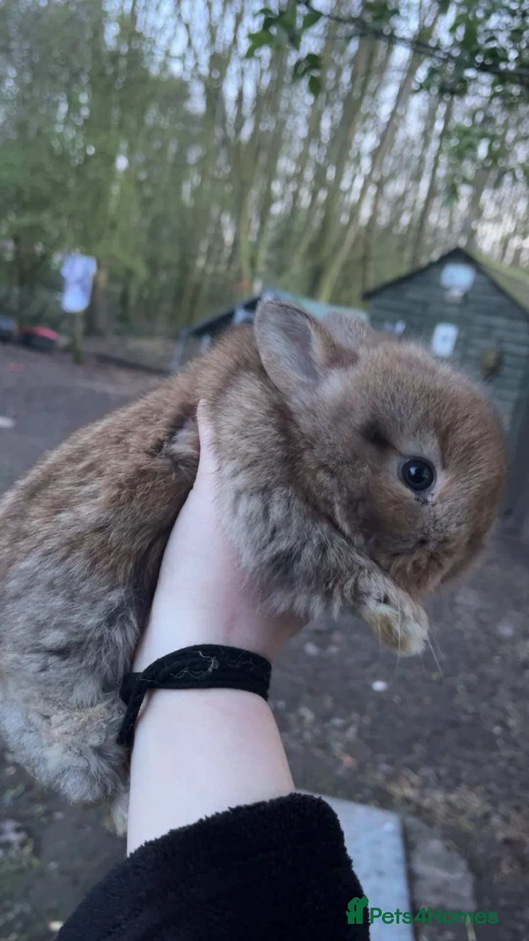 Lionhead rabbits for sale: Lion head rabbits  - Advert 10