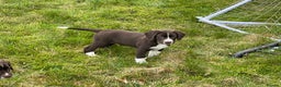 Mixed Breed dogs for sale: Sprollie pups for sale - Advert 14