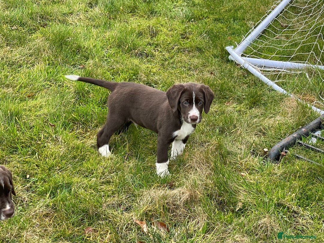 Mixed Breed dogs for sale: Sprollie pups for sale - Advert 14