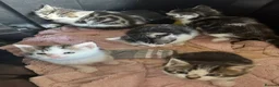 Mixed Breed cats for sale:     Tiny kitten Paws Looking for Homes 🏡 - Advert 2