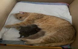British Shorthair cats for sale: Gorgeous British shorthair kittens  - Image 22