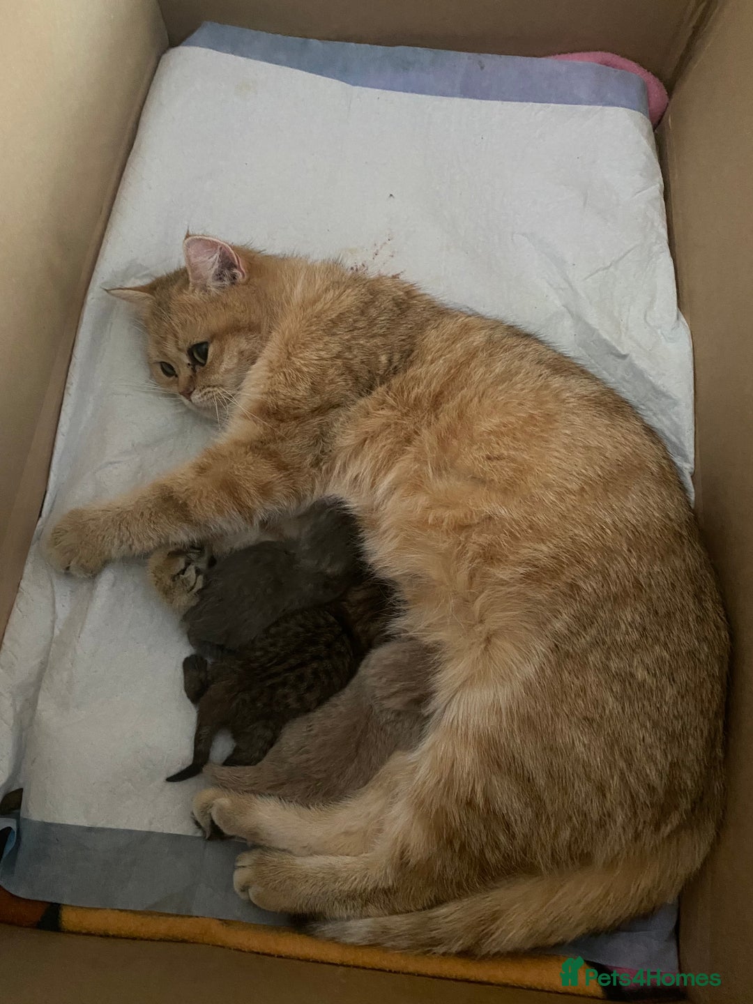 British Shorthair cats for sale: Gorgeous British shorthair kittens  - Image 22