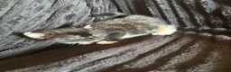 Mixed Breed cats for sale: Beautiful Tortoiseshell & ginger kittens  - Advert 17