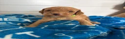 Cockapoo dogs for sale: Health tested 4 red F1b cockapoo  - Advert 23