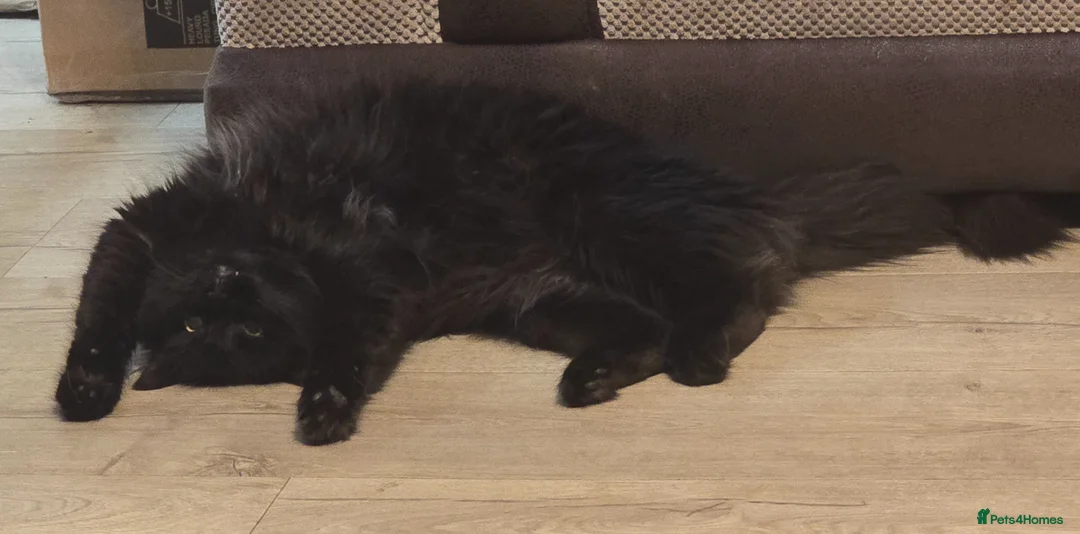 British Longhair cats for sale: Storm - Advert 5