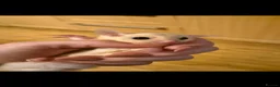 Sugar Glider rodents for sale: Sugar Glider Joeys For Sale  - Advert 5